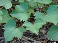 foliage