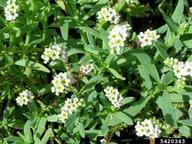 Forest and Kim Starr, Starr Environmental,  Bugwood.org