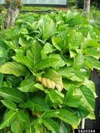 Forest and Kim Starr, Starr Environmental,  Bugwood.org In pots