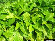 Forest and Kim Starr, Starr Environmental,  Bugwood.org In pots