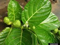 Forest and Kim Starr, Starr Environmental,  Bugwood.org Leaves fruit and flowers