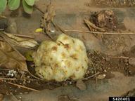 Forest and Kim Starr, Starr Environmental,  Bugwood.org Ripe fruit