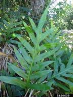 Frond