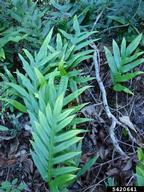 Habit