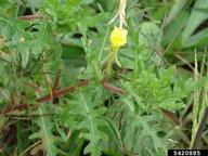 Habit