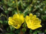 'ihi (<em>Portulaca molokiniensis</em>) flower(s)