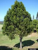 Habit