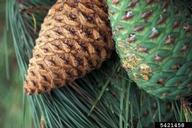 Monterey pine (<em>Pinus radiata</em>) cones