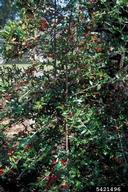 Habit