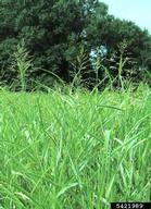 johnsongrass