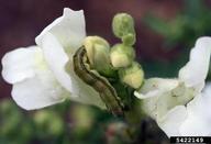 larvae feeding in geranium flower buds