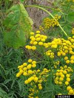 common tansy (<em>Tanacetum vulgare</em>) flower(s)