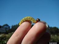 silverspotted skipper (<em>Epargyreus clarus</em>) larva(e)