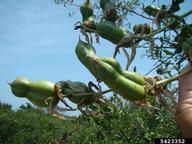 beargrass (<em>Yucca filamentosa</em>) fruit(s)