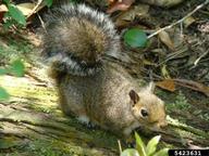 eastern gray squirrel (<em>Sciurus carolinensis</em>) adult(s)