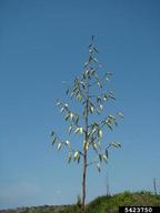 Inflorescense