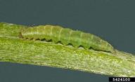 diamondback moth (<em>Plutella xylostella</em>) larva(e)