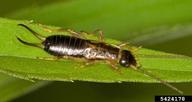 European earwig (<em>Forficula auricularia</em>) adult(s)