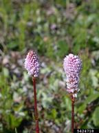 meadow bistort (<em>Polygonum bistorta</em>) flower(s)