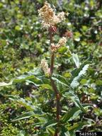 knotweed (<em>Polygonum spp.</em>) plant(s)