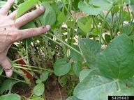 Infestation on soybean