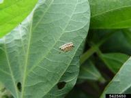 Eggs on a soybean leaf