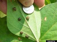 Adults on soybean with dime for scale