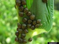 Infestation on corn