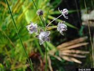 Flowers have a hint of lavender