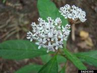 aquatic milkweed (<em>Asclepias perennis</em>) flower(s)