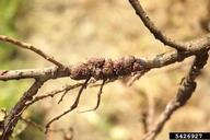 The insects covered on lychee branch