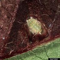 greenhouse whitefly (<em>Trialeurodes vaporariorum</em>) nymph(s) on coneflower (<em>Rudbeckia spp.</em>)