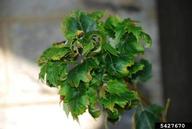 potato leafhopper (<em>Empoasca fabae</em>) damage on maple (<em>Acer spp.</em>)