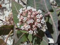 pinewoods milkweed (<em>Asclepias humistrata</em>) flower(s)
