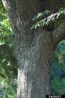 trunk; branching; UCDavis gardens