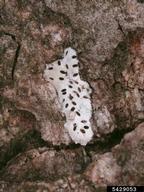 egg mass