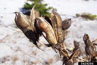 dehisced seed capsules