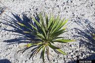 beargrass (<em>Yucca filamentosa</em>) foliage