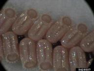 Close-up of eggs