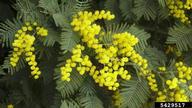 silver wattle (<em>Acacia dealbata</em>) flower(s)