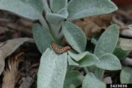 variegated fritillary (<em>Euptoieta claudia</em>) larva(e)