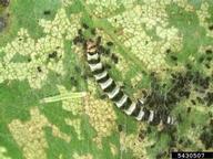 redbud leaffolder (<em>Fascista cercerisella</em>) larva(e) on redbud (<em>Cercis spp.</em>)