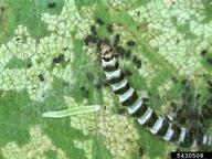 redbud leaffolder (<em>Fascista cercerisella</em>) larva(e) on redbud (<em>Cercis spp.</em>)
