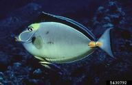 Orangespine unicornfish (<em>Naso lituratus</em>) adult(s) on (<em> </em>)