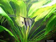 freshwater angelfish (<em>Pterophyllum scalare</em>) adult(s) on (<em> </em>)
