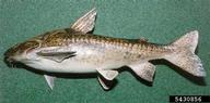 granulated catfish (<em>Pterodoras granulosus</em>) adult(s) on (<em> </em>)