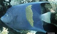 yellowbar angelfish (<em>Pomacanthus maculosus</em>) adult(s) on (<em> </em>)