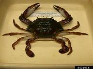 Bocourt swimming crab (<em>Callinectes bocourti</em>) adult(s) on (<em> </em>)