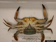 Bocourt swimming crab (<em>Callinectes bocourti</em>) adult(s) on (<em> </em>)
