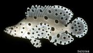 panther grouper (<em>Chromileptes altivelis</em>) adult(s) on (<em> </em>)